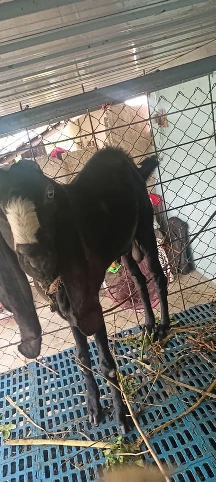 Beetal Goat in  KARNATAKA