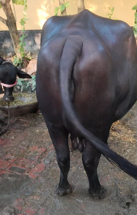 Murrah Buffalo in  UTTAR PRADESH