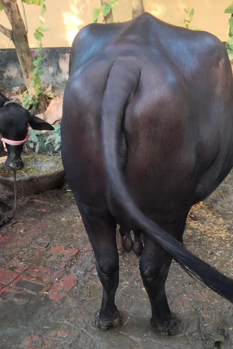 Murrah Buffalo in  UTTAR PRADESH