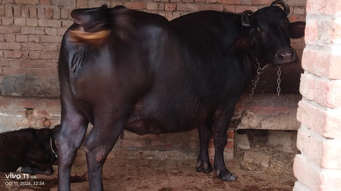 Murrah Buffalo M5309 in  UTTAR PRADESH