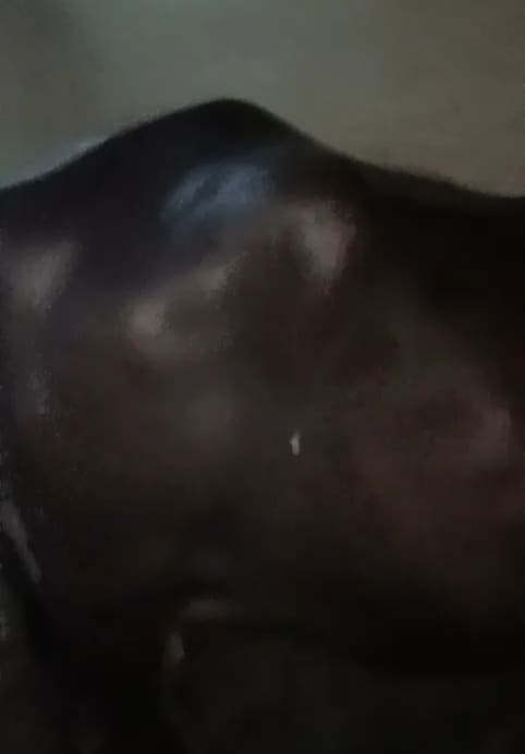 Murrah Buffalo in UTTAR PRADESH