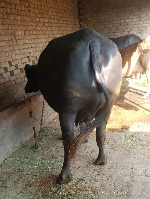 Others Buffalo in  HARYANA