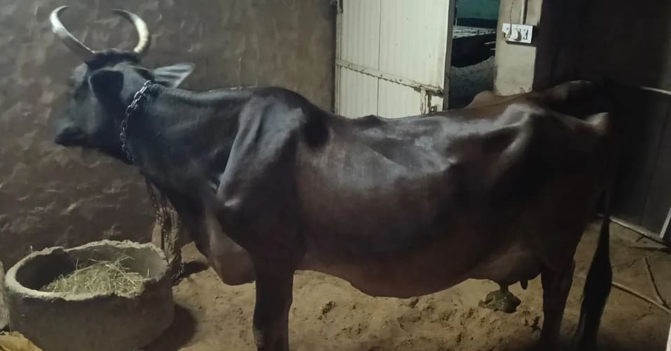 Geer Cow O0455 in  RAJASTHAN
