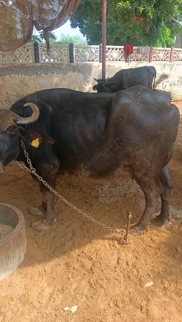 Surti Buffalo S0415 in  RAJASTHAN
