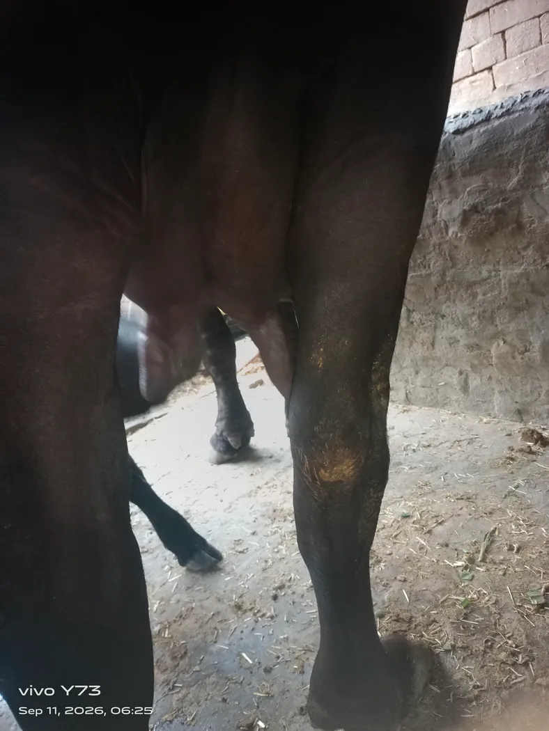 Murrah Buffalo in  PUNJAB