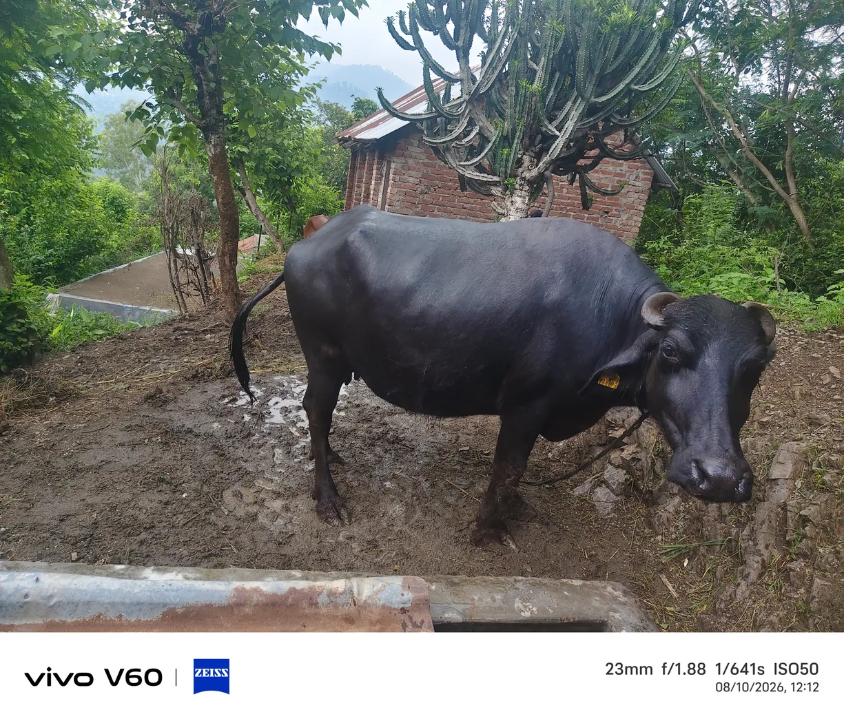 Murrah Buffalo in  HIMACHAL PRADESH