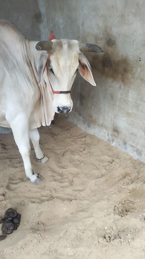 Kankrej Heifer Cow K0215 in  RAJASTHAN
