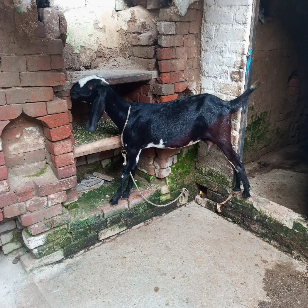 in UTTAR PRADESH