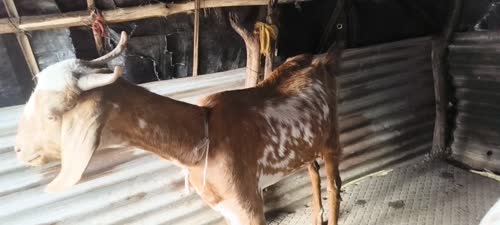 Goat Goat O0237 in  MAHARASHTRA
