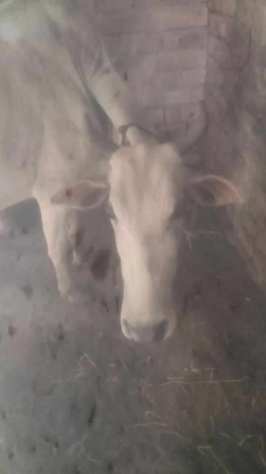 Gir Cow in  ODISHA