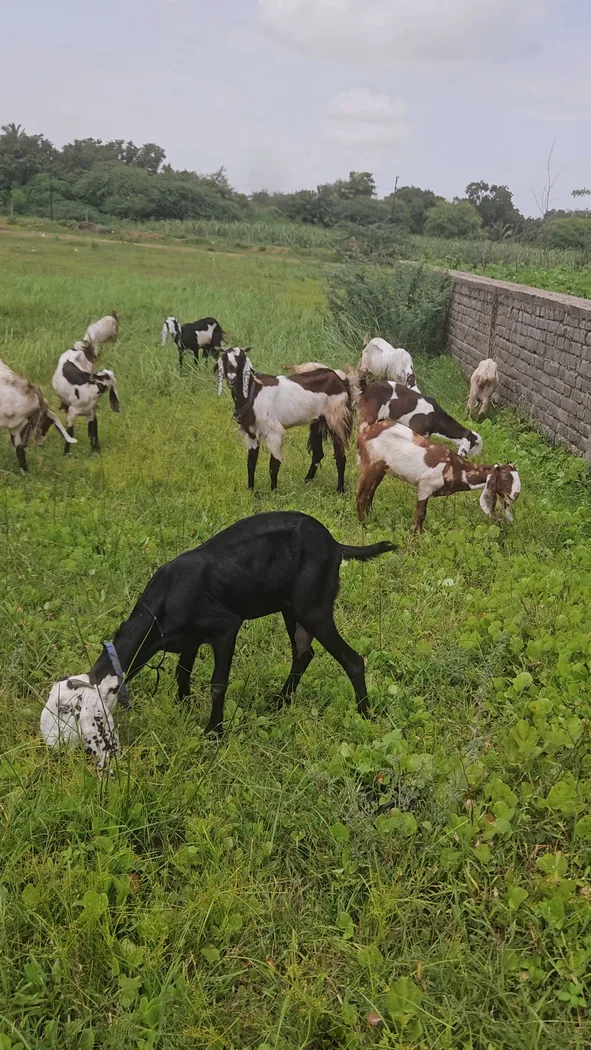 Barbari Goat in  GUJARAT