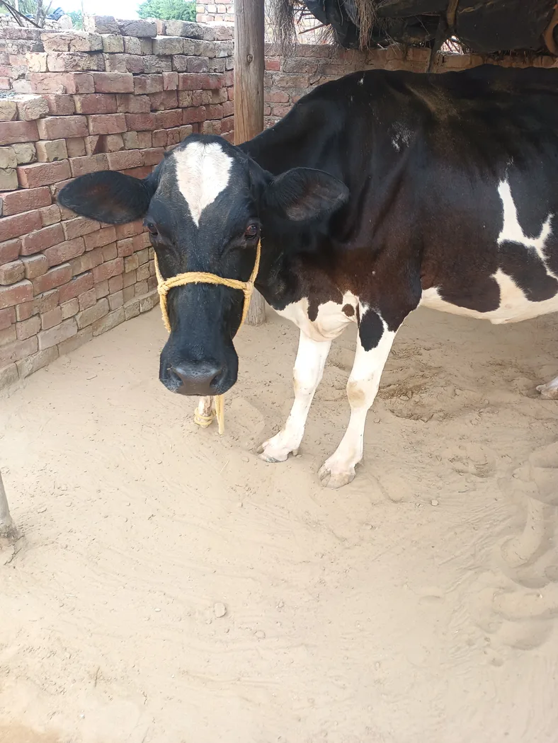 HF Cow in RAJASTHAN