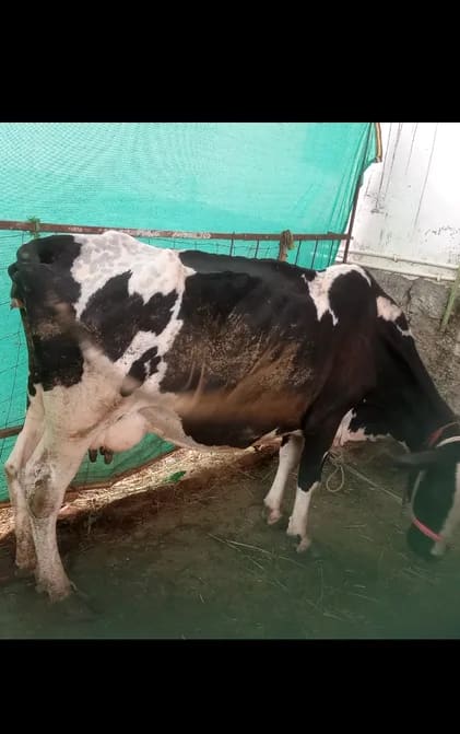 HF Cow in  RAJASTHAN