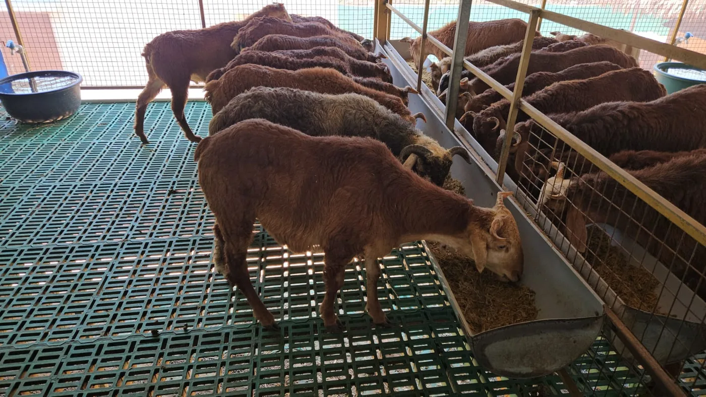 Deccani Sheep D0201 in  ANDHRA PRADESH