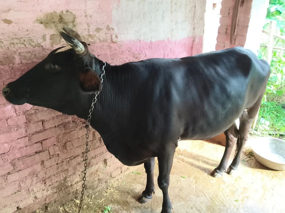 Kapila Cow in  MADHYA PRADESH