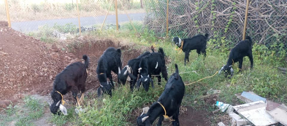 Beetal Goat B0520 in  MAHARASHTRA
