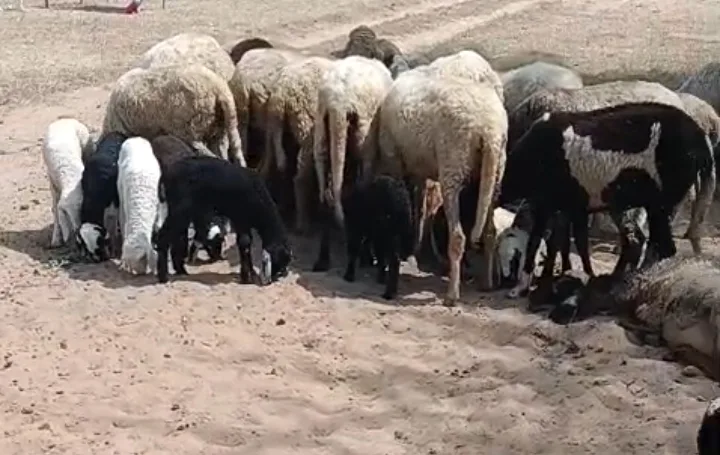 चोकला Sheep O0090 in  RAJASTHAN