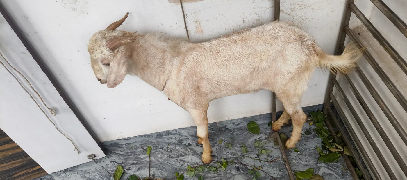 Gujri Goat G0198 in  MAHARASHTRA