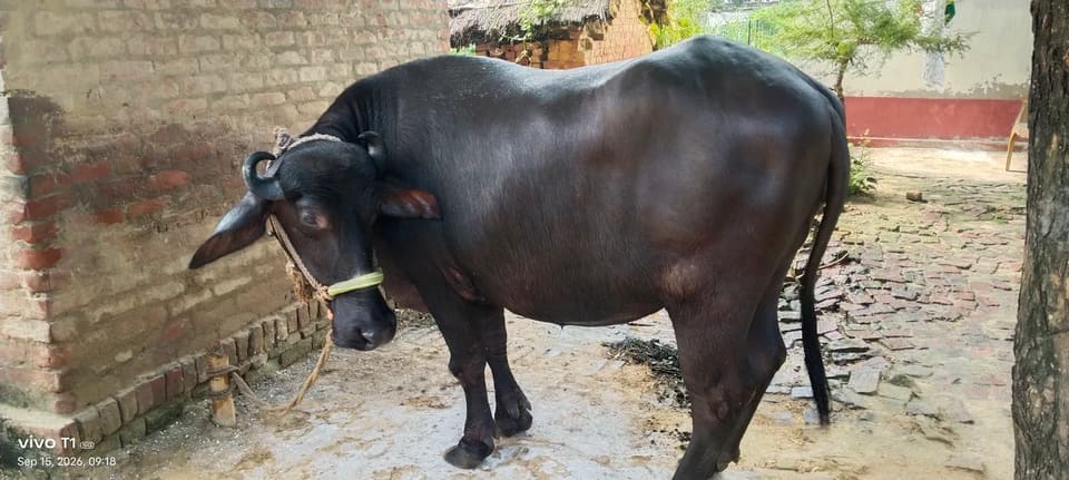 Murrah Buffalo in  UTTAR PRADESH