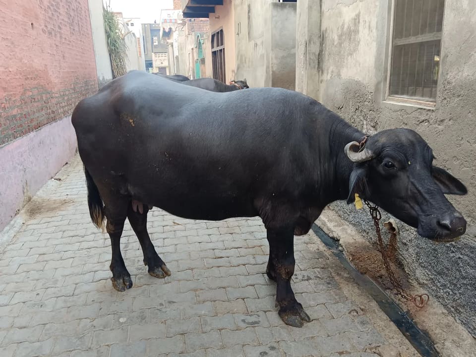 Others Buffalo in  HARYANA