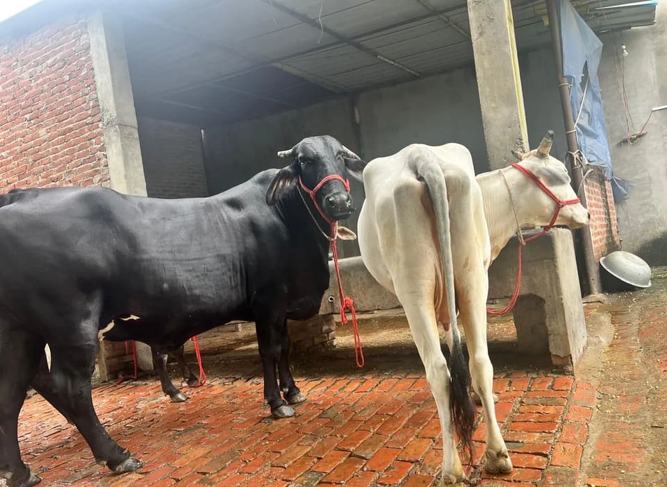 Gir Cow in  UTTAR PRADESH