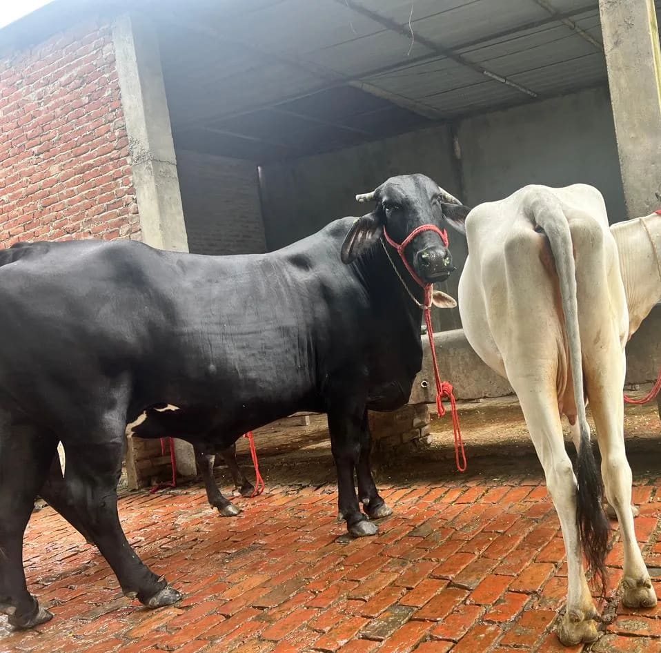 Gir Cow G2168 in  UTTAR PRADESH