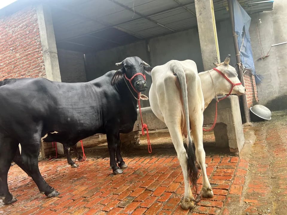Gir Cow G2178 in  UTTAR PRADESH