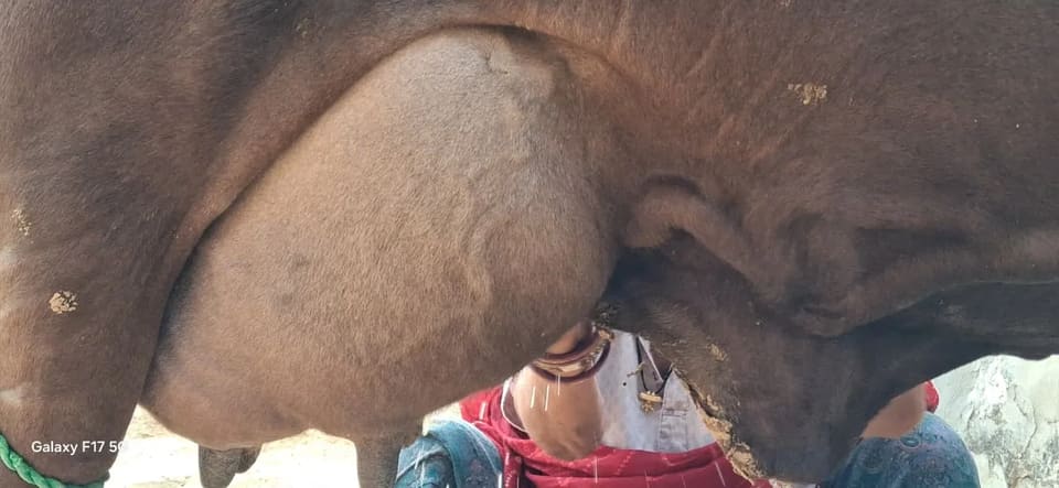 Others Cow in  RAJASTHAN