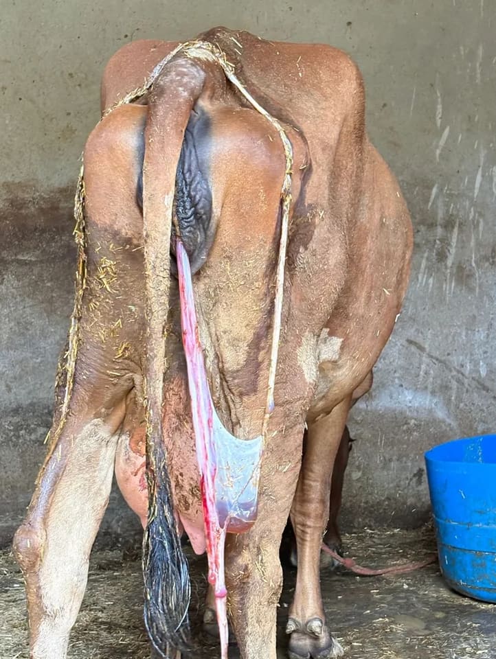 Sahiwal Cow S1928 in  UTTAR PRADESH