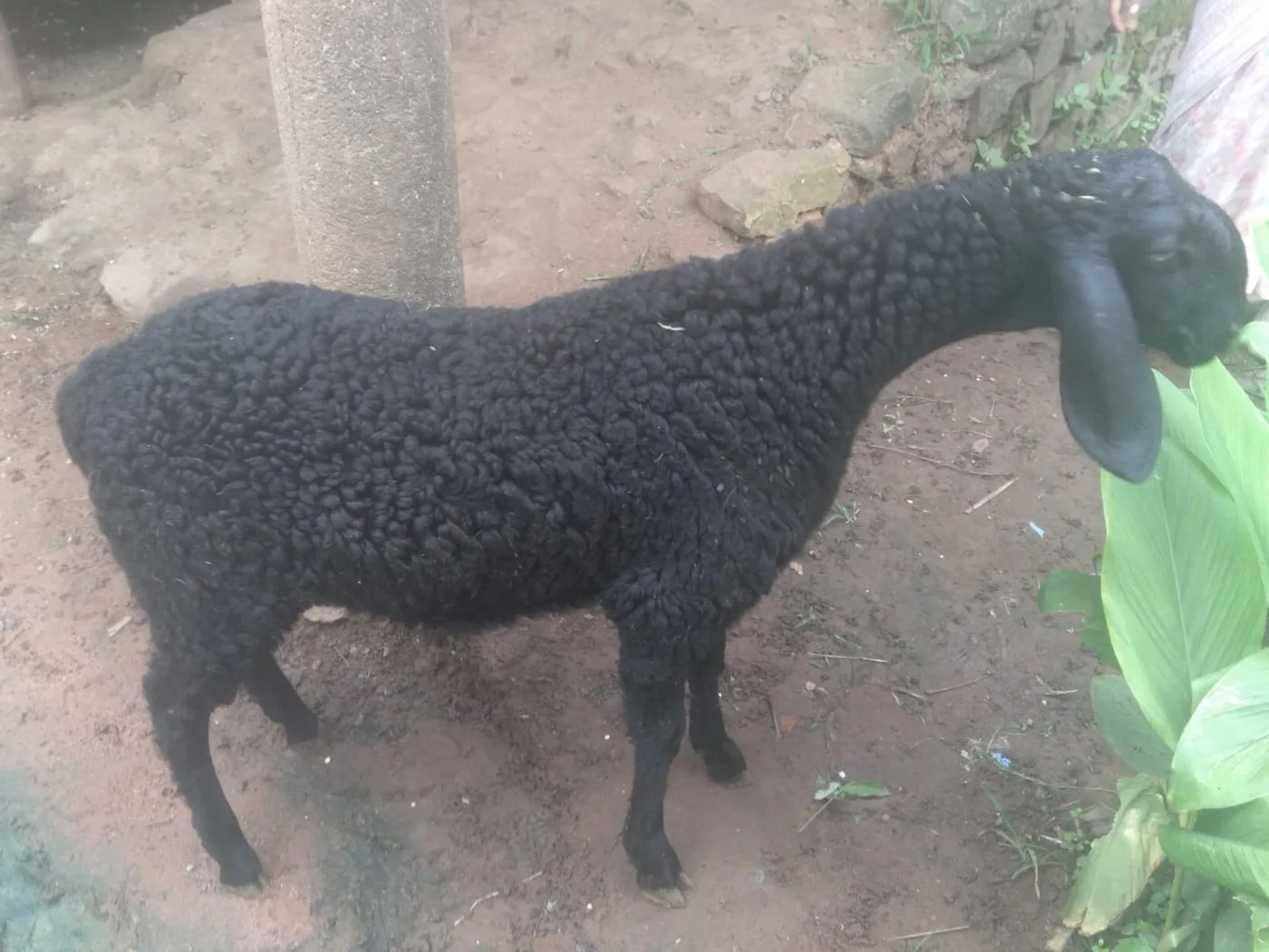 Others Goat in  MAHARASHTRA