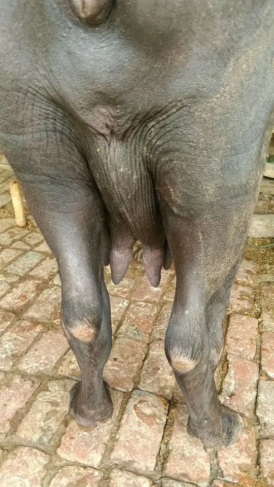 Murrah Buffalo in  UTTAR PRADESH