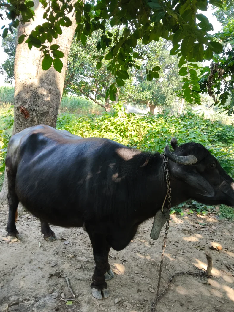 Dogli Buffalo O0810 in  UTTAR PRADESH