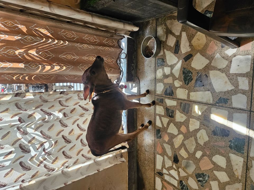 Punganur  Cow in  UTTAR PRADESH