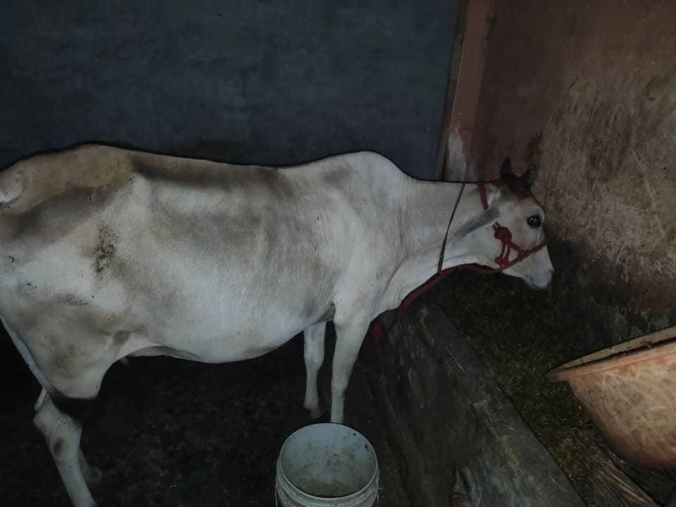 Gir Cow in  HARYANA