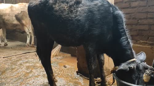 Kapila Heifer Cow K0252 in  JHARKHAND
