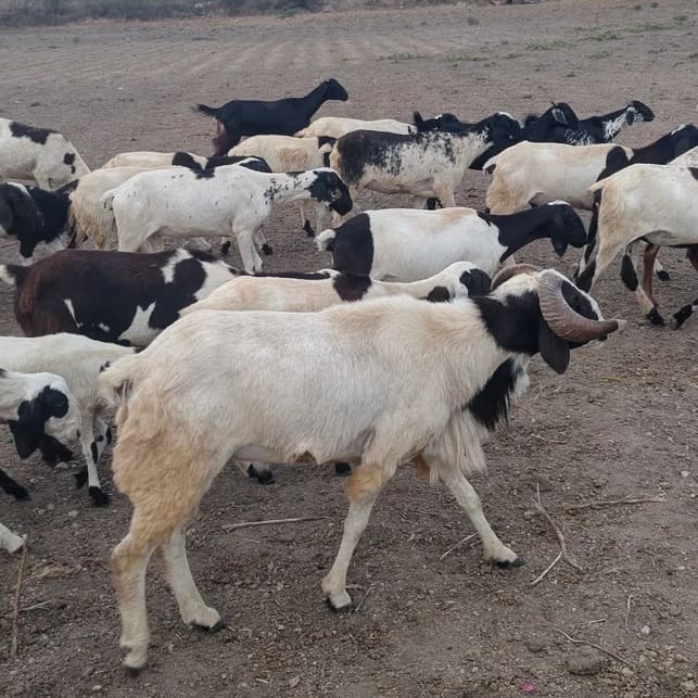 Sindhanoor Sheep S0205 in  ANDHRA PRADESH