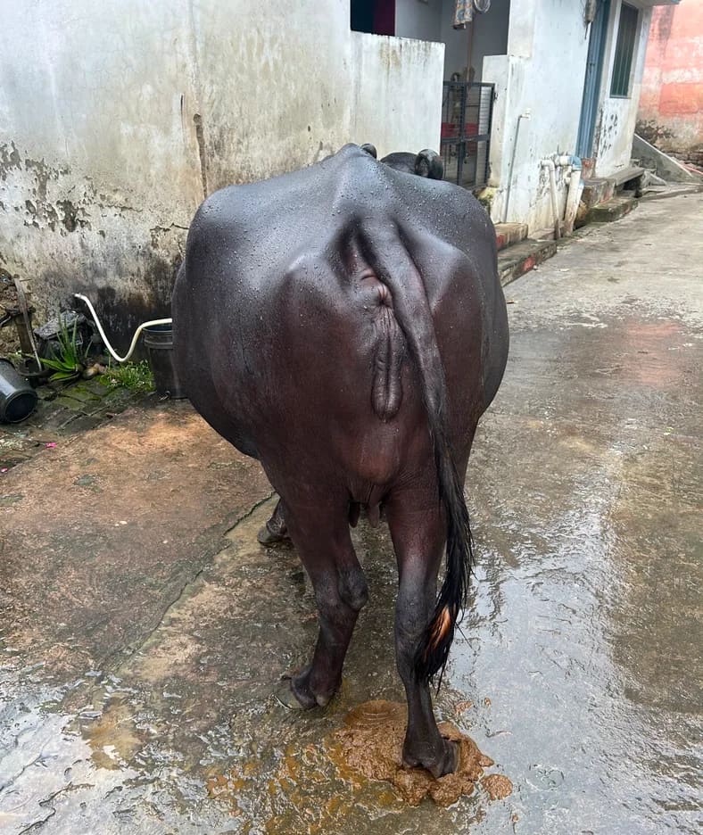 Murrah Buffalo in  UTTAR PRADESH