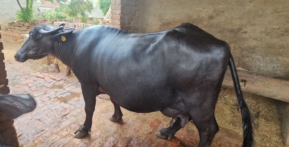 Jafarabadi Buffalo J0480 in  HARYANA