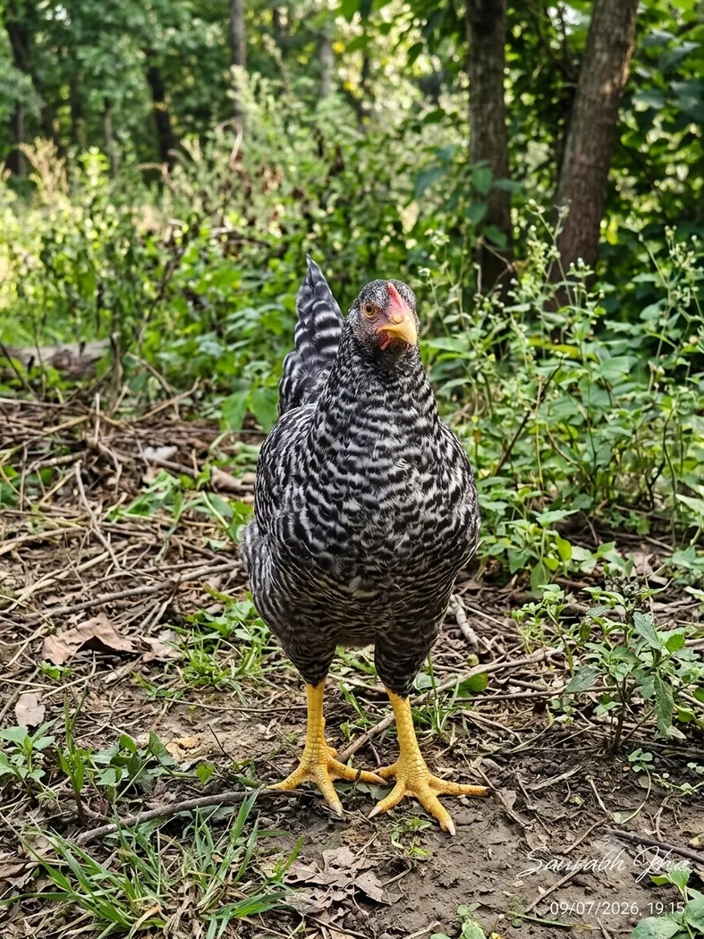 Barred Plymouth Rock Hen O0892 in  UTTAR PRADESH