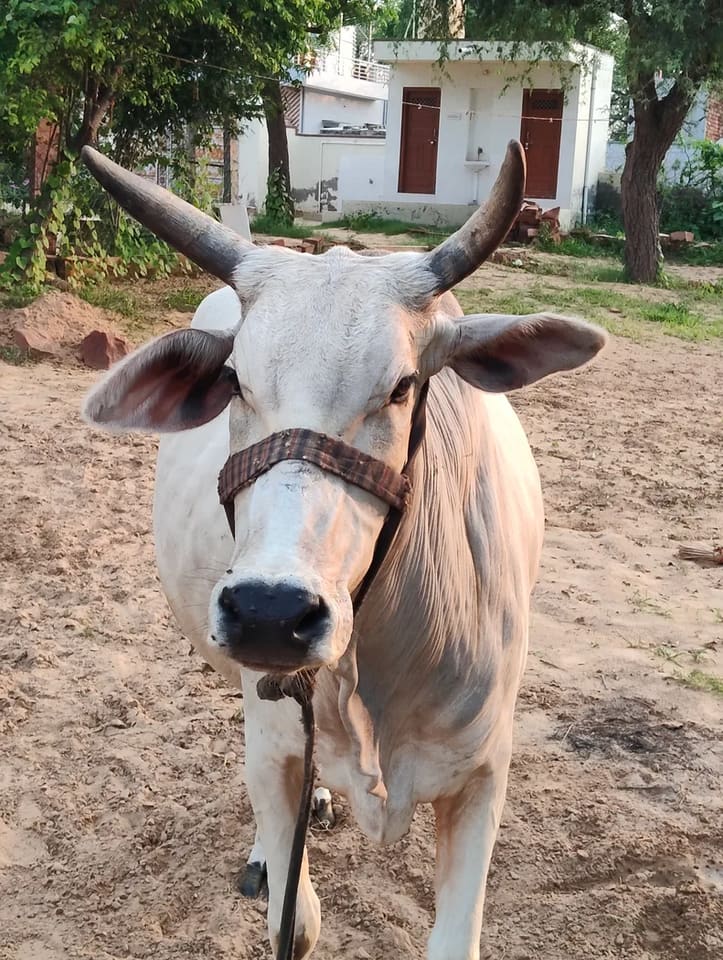 Hariyana Cow in  RAJASTHAN