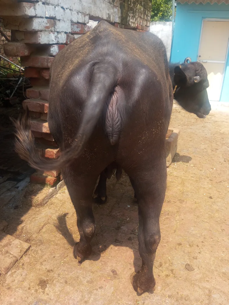Murrah Buffalo in  UTTAR PRADESH