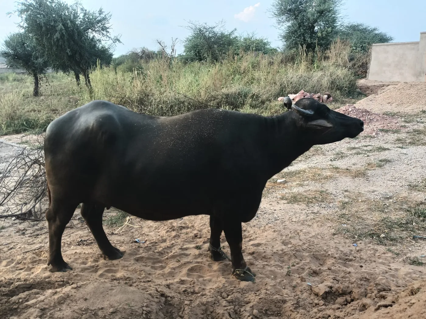Murrah Buffalo M5139 in  RAJASTHAN