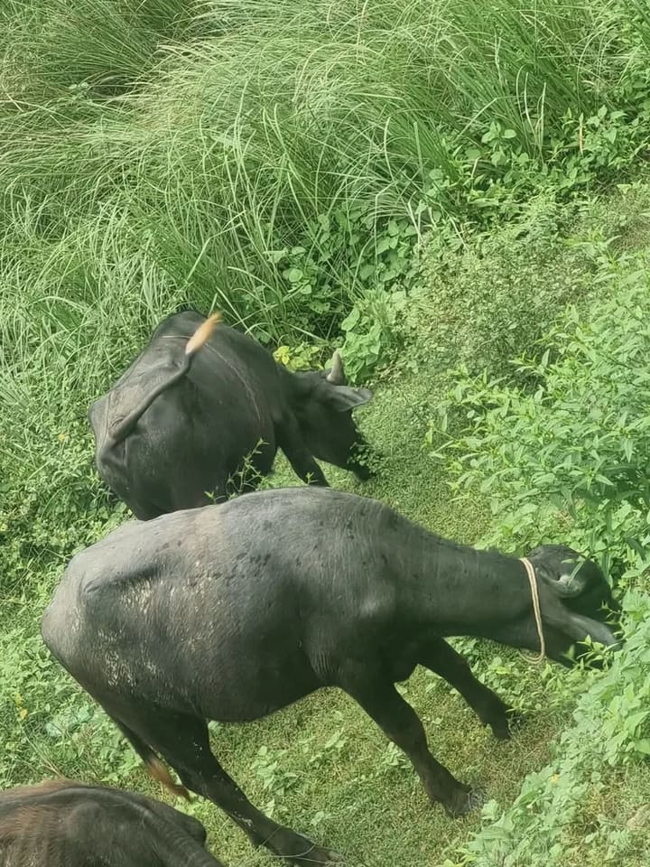 Desi Buffalo O0764 in  UTTAR PRADESH