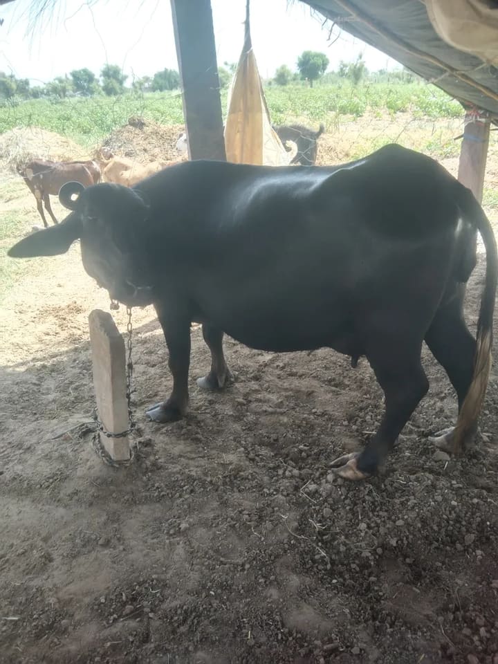 Murrah Buffalo in  RAJASTHAN
