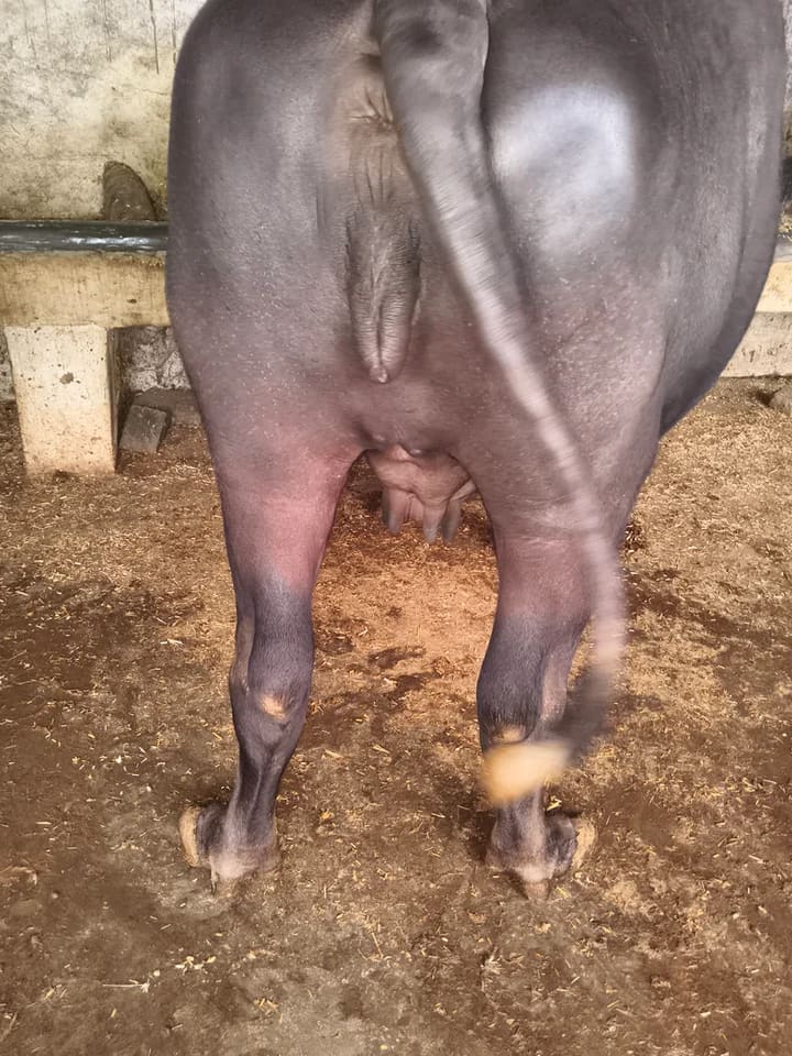 Murrah Buffalo in  MADHYA PRADESH