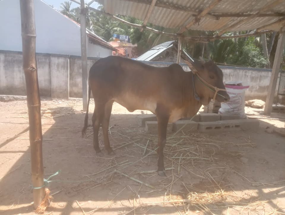 Others Cow in  TAMIL NADU