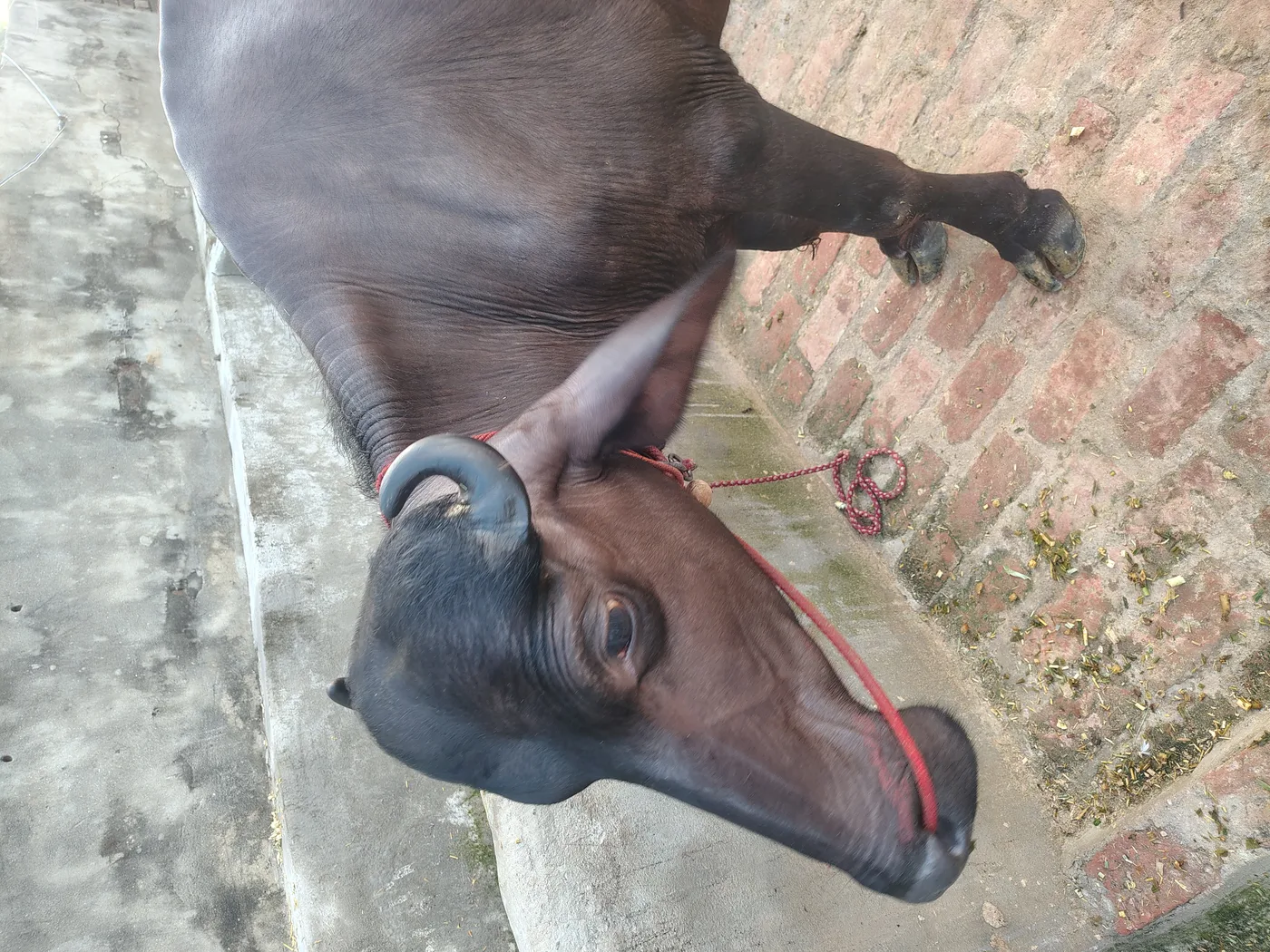Murrah Buffalo O0783 in  UTTAR PRADESH