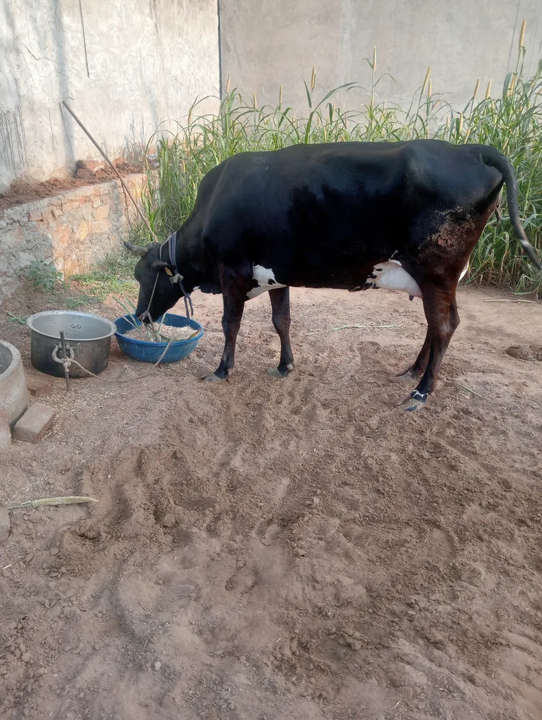 Rathi Cow in RAJASTHAN