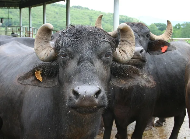 Jafarabadi Buffalo J0482 in RAJASTHAN
