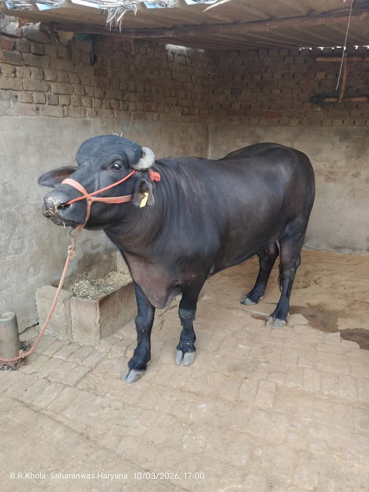 Murrah Buffalo M5290 in  RAJASTHAN